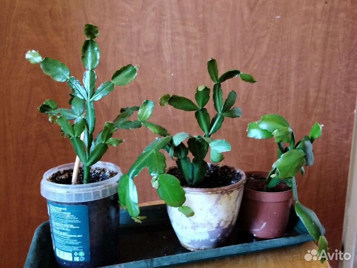 Цветок декабрист