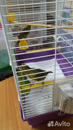 Кенара и канарейки