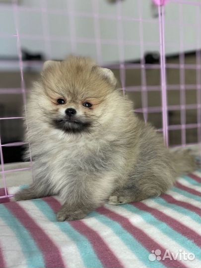 Щенки померанского шпица мини медвежата