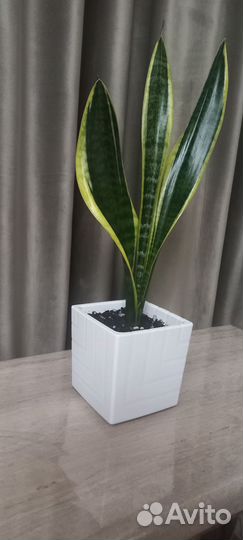 Сансевиерия Лауренти