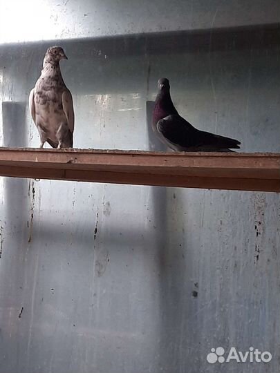 Продаются голуби