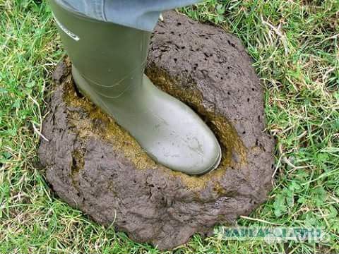 Навоз перегной коровяк удобрения