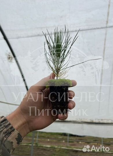 Голубая ель с зкс сеянцы