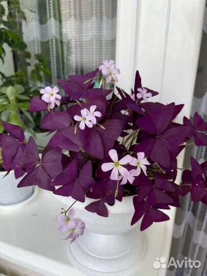 Кислица фиолетовая Oxalis Burgundy Wine