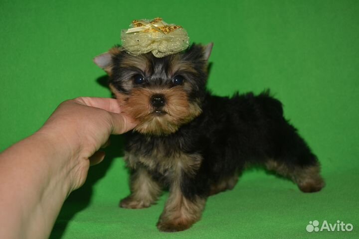 Стандартные и мини девочки с док-ми РКФ