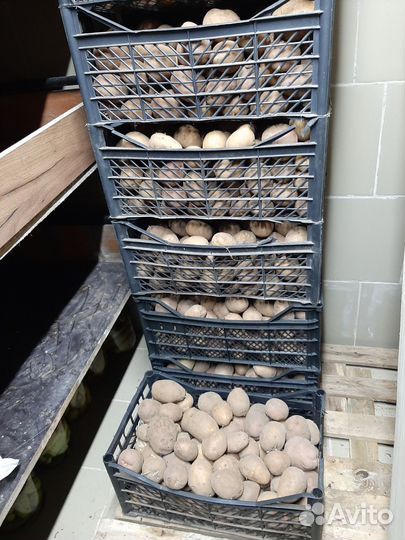 Картофель
