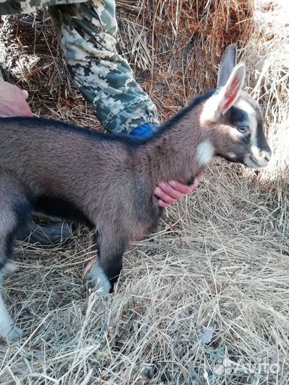 Козы, Козлята, Козел