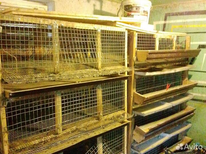Клетки для перепелов бу