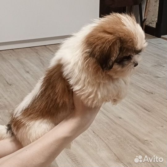 Щенки ши-тцу