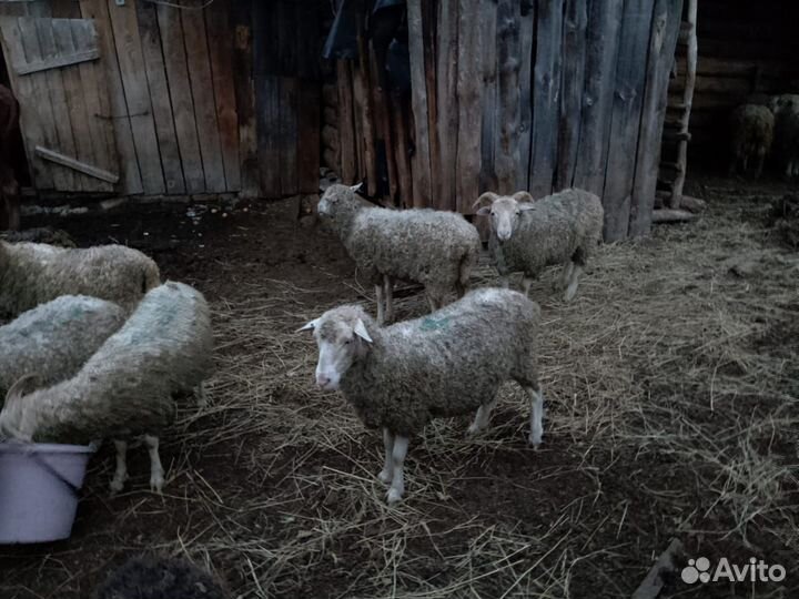 Овцы бараны