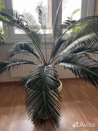 Цикас (Cycas revoluta)