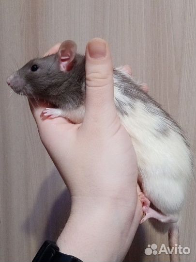 Крыса + корм