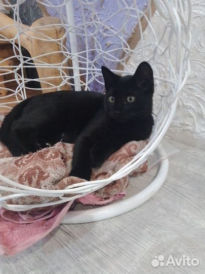 Котята ищут домик