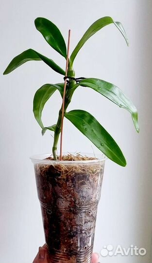 Орхидея Дендробиум,Зигопеталум