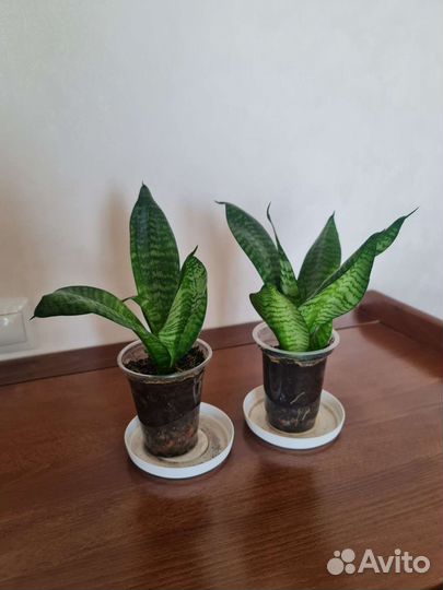 Сансевиерия