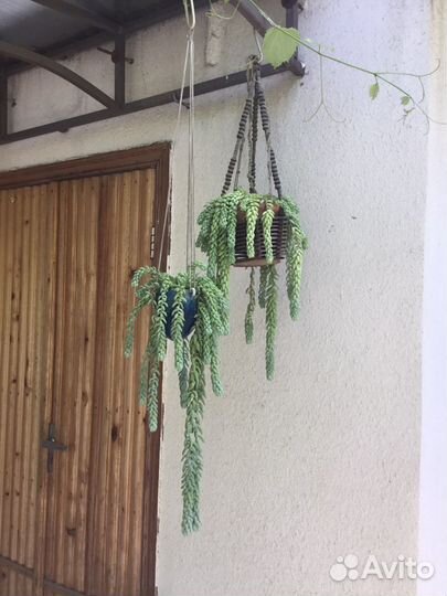 Композиция с кактусами и суккулентами, суккуленты