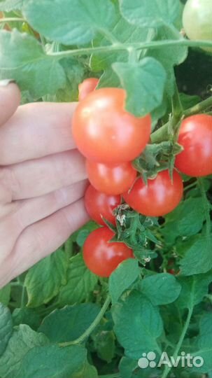 Наберем для вас самых лучших помидор