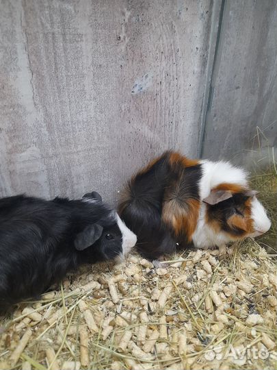 Морские свинки Скинни.Шиншилла и Морские свинки