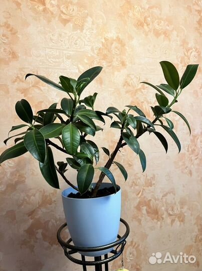Фикус каучуконосный или эластичный
