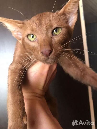 Ориентальная циннамон кошка