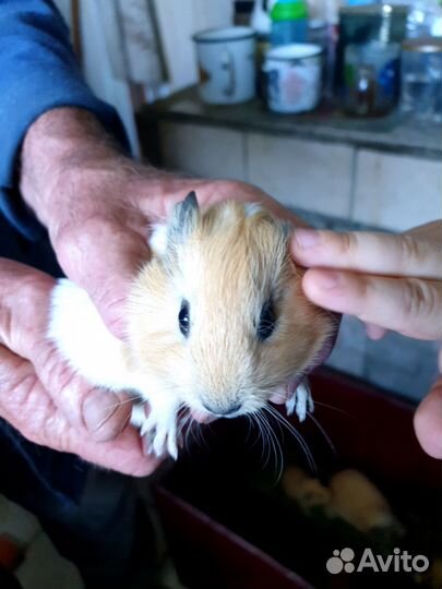 Морская свинка