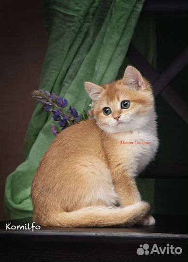 Британская золотая шиншилла