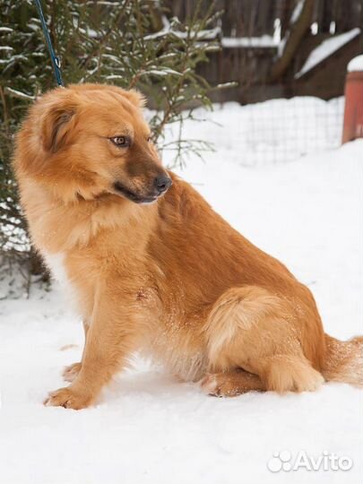 Ищет дом очаровательный Лёва