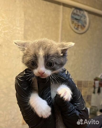 Кошки бесплатно