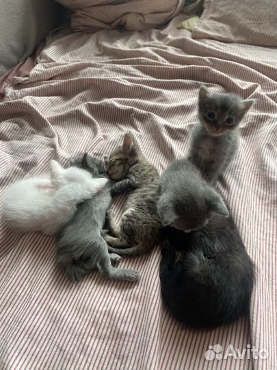 Котята метисы сфинкса