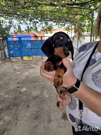 Продам щенков таксы