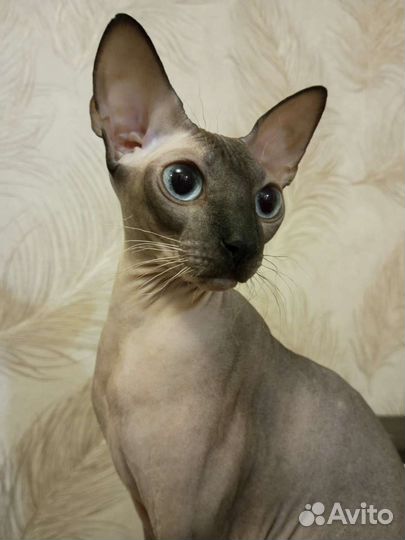 Вязка сфинкс (у нас кошка)