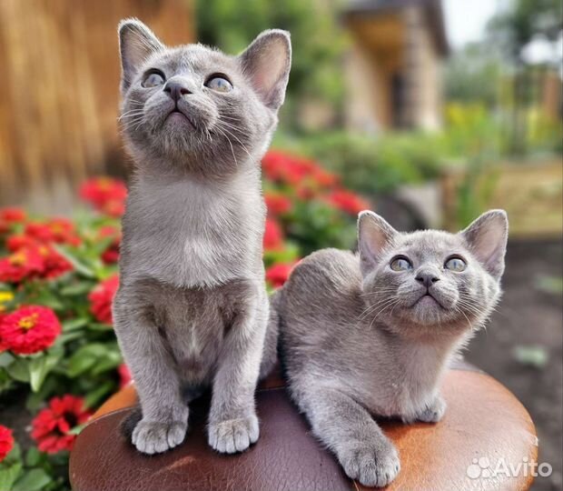 Бурманские котята