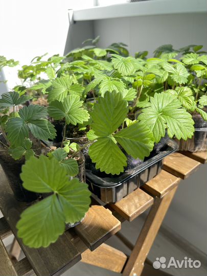 Ремонтантная земляника