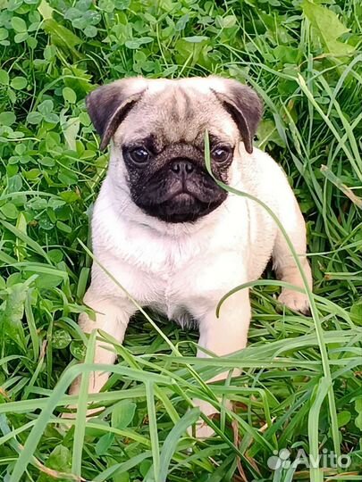Щенки мопса
