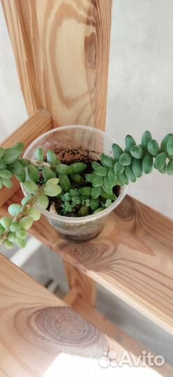 Очиток моргана