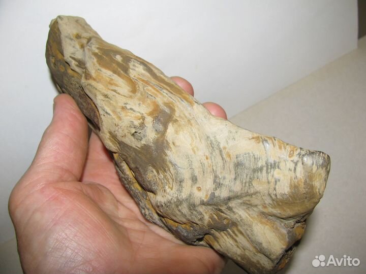 Окаменелое дерево (в коллекцию)