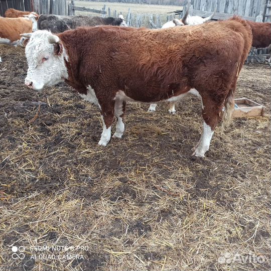 Бык на племя