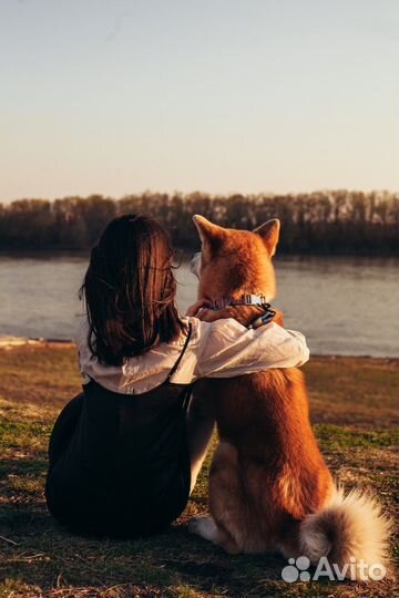 Зооняня, передержка животных