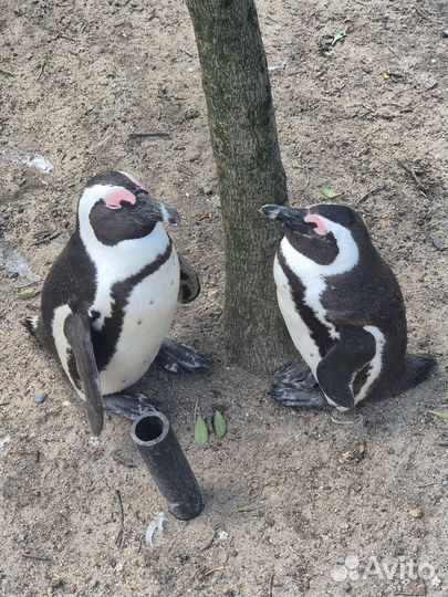 Тур в юар на майские