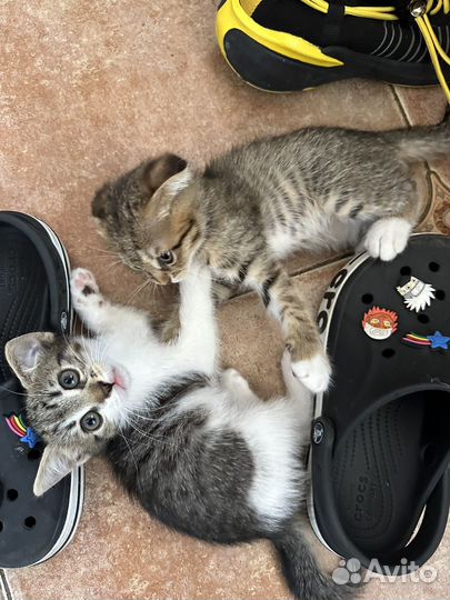 Милые котята, красотульки-разбираем