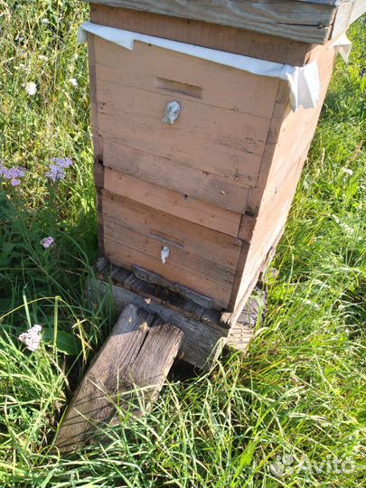 Улей с пчелами