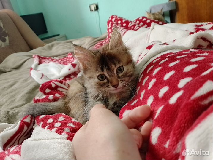 Котёнок бесплатно