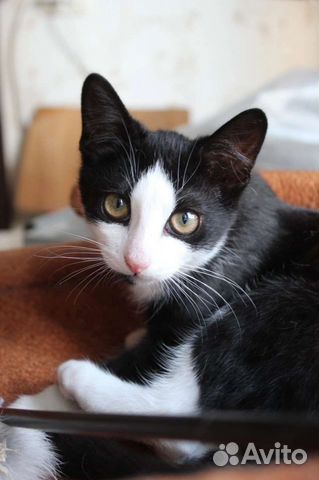 Котенок Костик в добрые руки