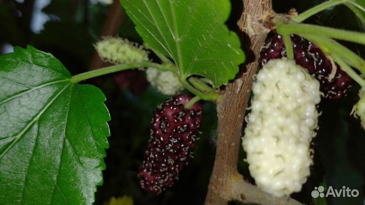 Саженцы экзотических и редких шелковиц (для юга)