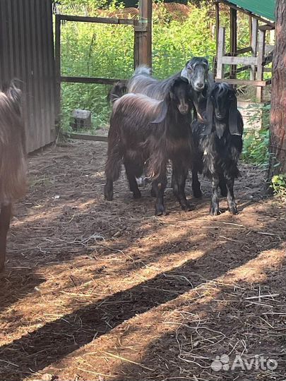 Козлики Шами