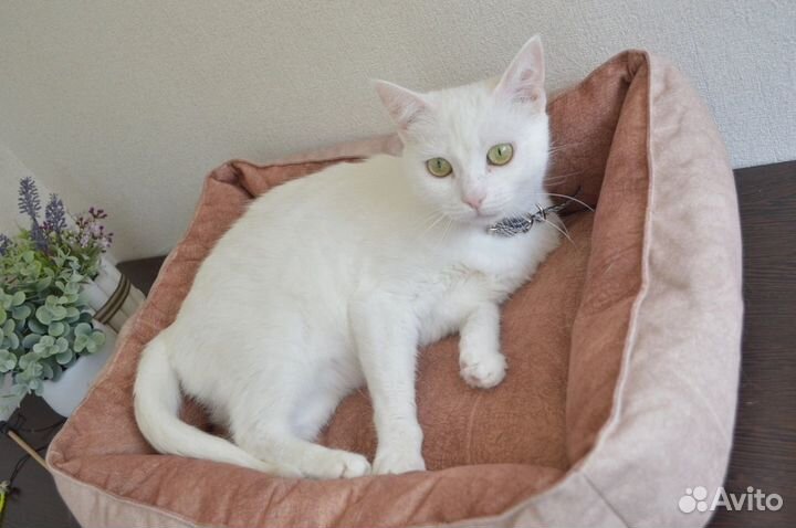 Турецкая ангора