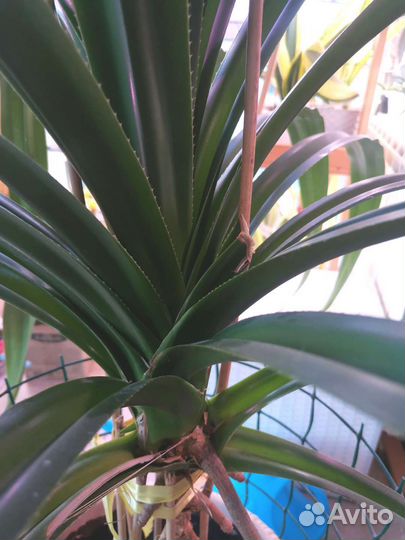 Панданус (Pandanus)