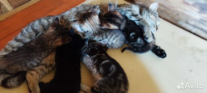 Котята в добрые руки бесплатно