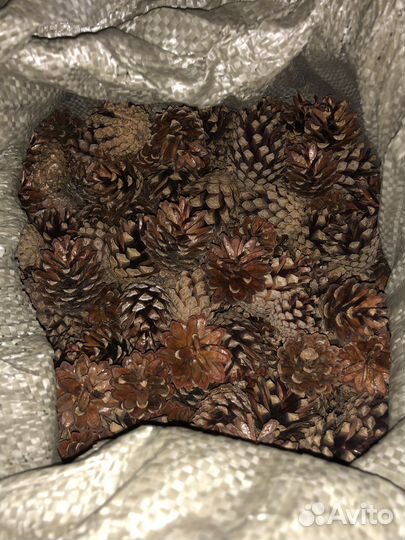 Шишки сосновые для мульчирования