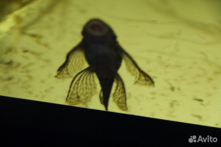 Сомики анциструсы вуалевые